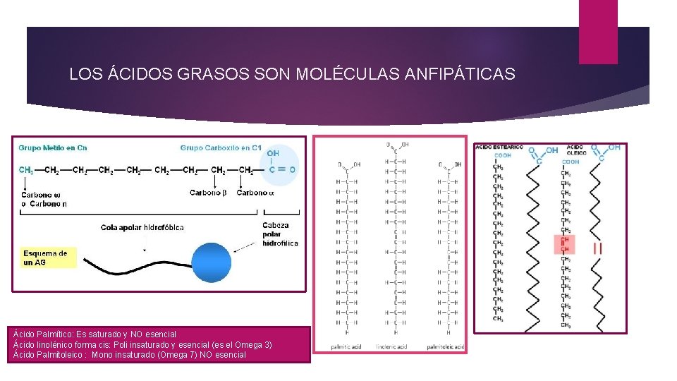 LOS ÁCIDOS GRASOS SON MOLÉCULAS ANFIPÁTICAS Ácido Palmítico: Es saturado y NO esencial Ácido