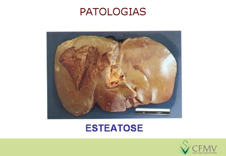 PATOLOGIAS 