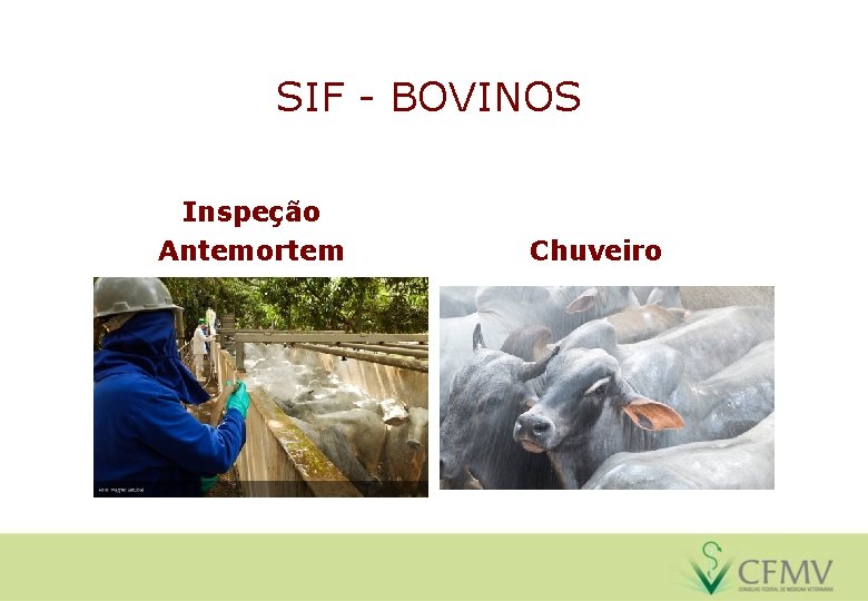 SIF - BOVINOS Inspeção Antemortem Chuveiro 