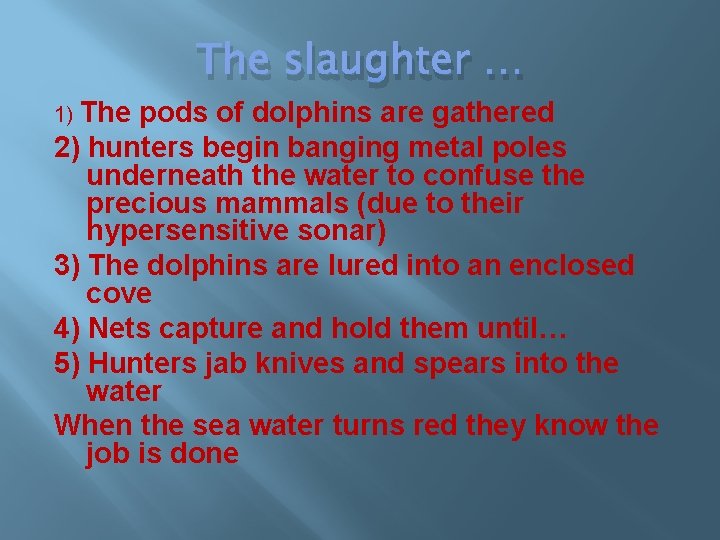 1) The slaughter … pods of dolphins are gathered 2) hunters begin banging metal