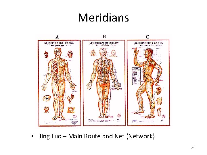 Meridians • Jing Luo – Main Route and Net (Network) 28 