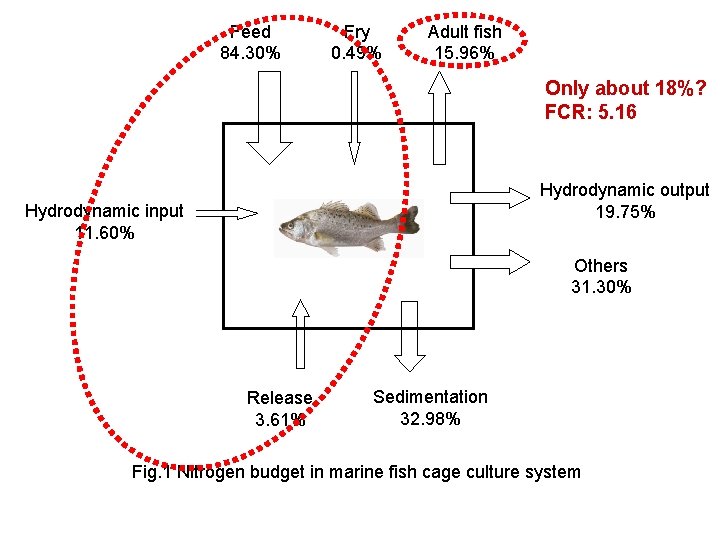 Feed 84. 30% Fry 0. 49% Adult fish 15. 96% Only about 18%? FCR: