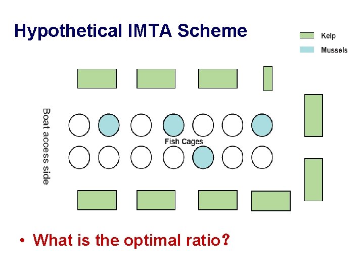 Hypothetical IMTA Scheme • What is the optimal ratio？ 