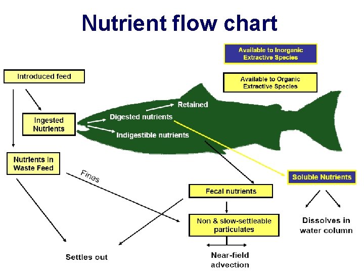 Nutrient flow chart 