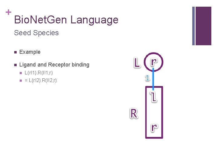 + Bio. Net. Gen Language Seed Species n Example n Ligand Receptor binding n