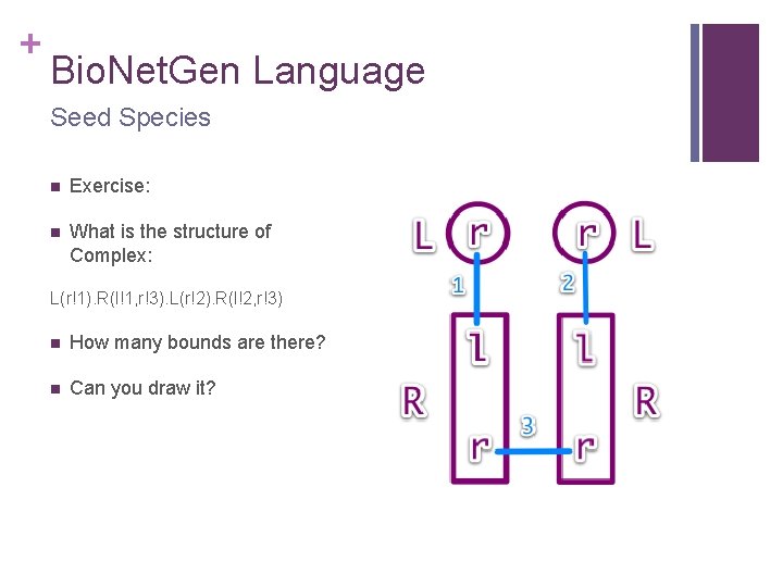 + Bio. Net. Gen Language Seed Species n Exercise: n What is the structure