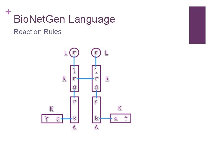 + Bio. Net. Gen Language Reaction Rules 