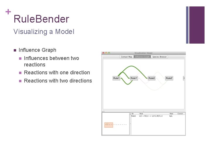 + Rule. Bender Visualizing a Model n Influence Graph n Influences between two reactions