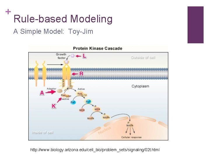 + Rule-based Modeling A Simple Model: Toy-Jim http: //www. biology. arizona. edu/cell_bio/problem_sets/signaling/02 t. html