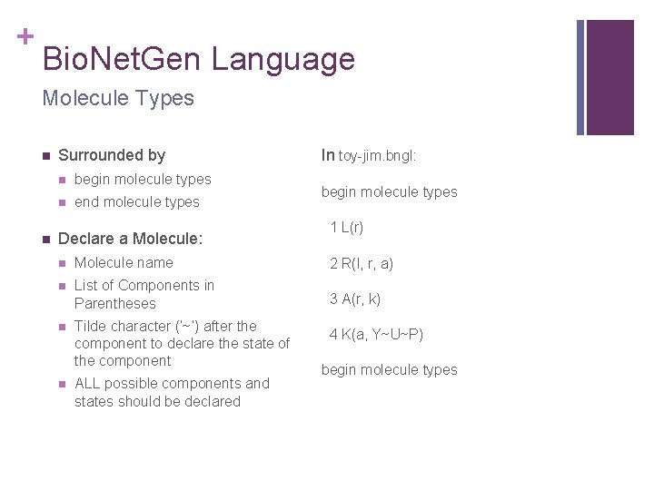 + Bio. Net. Gen Language Molecule Types n n Surrounded by n begin molecule