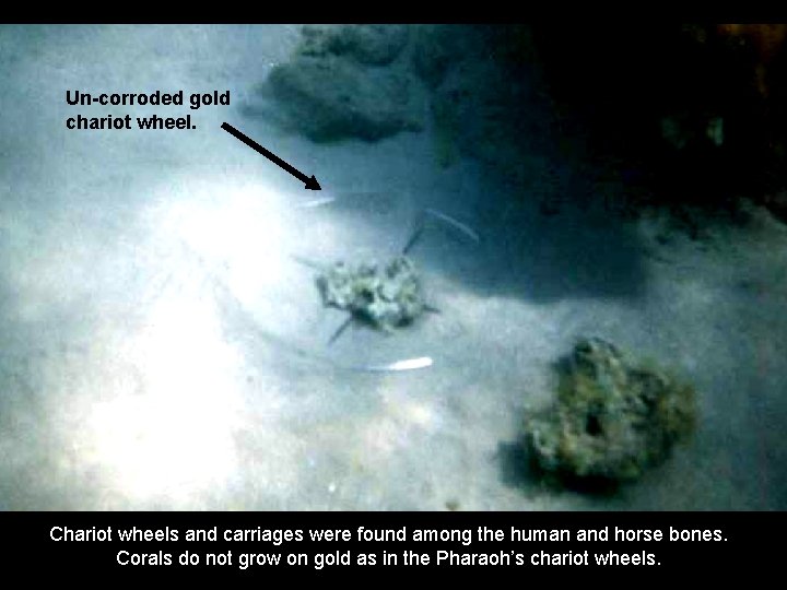 Un-corroded gold chariot wheel. Chariot wheels and carriages were found among the human and