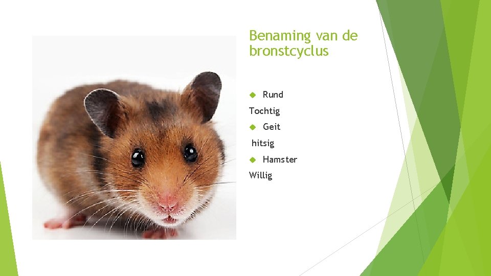 Benaming van de bronstcyclus Rund Tochtig Geit hitsig Hamster Willig 