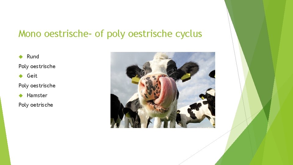 Mono oestrische- of poly oestrische cyclus Rund Poly oestrische Geit Poly oestrische Hamster Poly