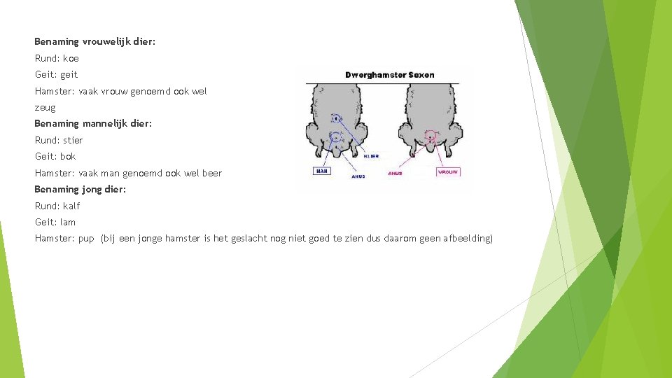 Benaming vrouwelijk dier: Rund: koe Geit: geit Hamster: vaak vrouw genoemd ook wel zeug