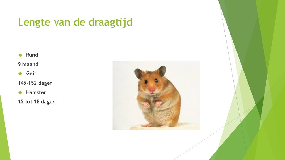 Lengte van de draagtijd Rund 9 maand Geit 145 -152 dagen Hamster 15 tot