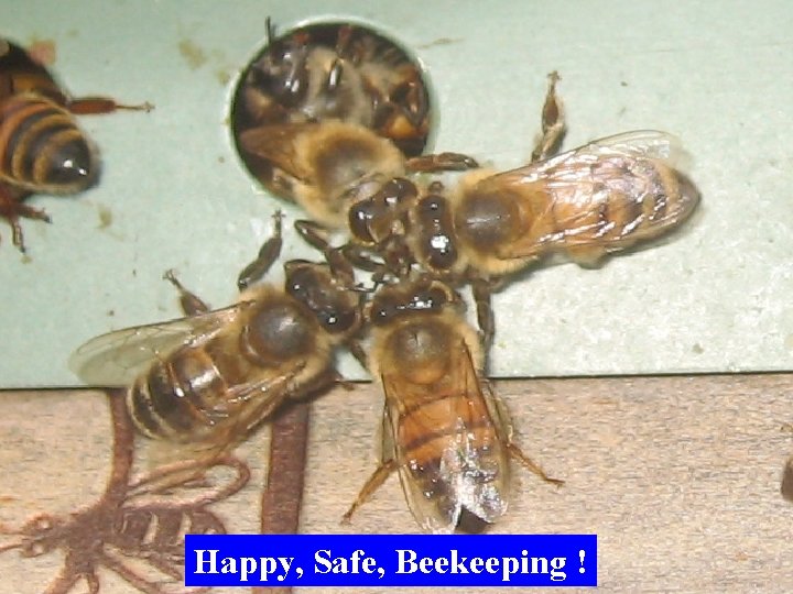 Happy, Safe, Beekeeping ! 