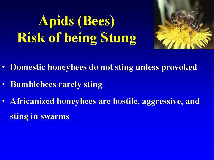 Apids (Bees) Risk of being Stung • Domestic honeybees do not sting unless provoked