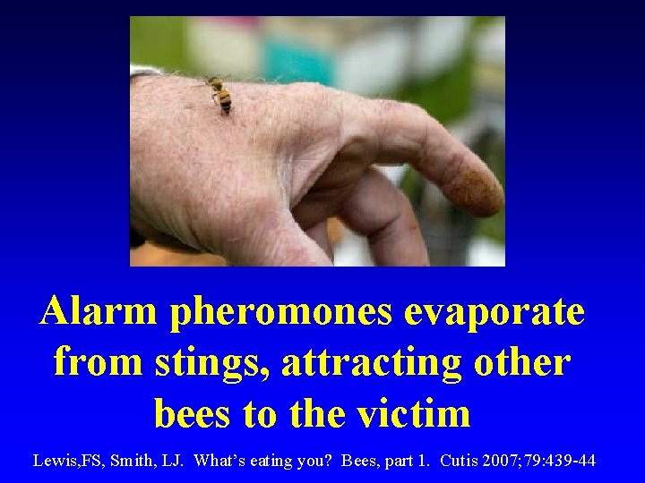 Alarm pheromones evaporate from stings, attracting other bees to the victim Lewis, FS, Smith,