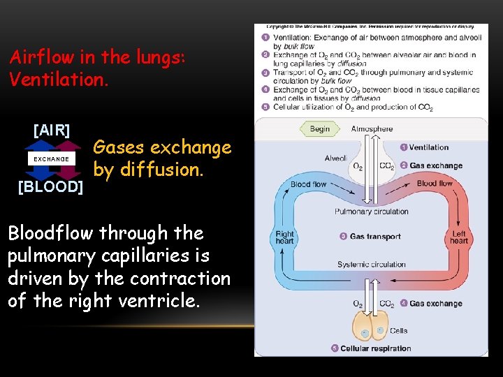 Airflow in the lungs: Ventilation. [AIR] EXCHANGE [BLOOD] Gases exchange by diffusion. Bloodflow through
