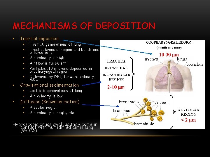 MECHANISMS OF DEPOSITION • Inertial impaction • • Gravitational sedimentation • • • First