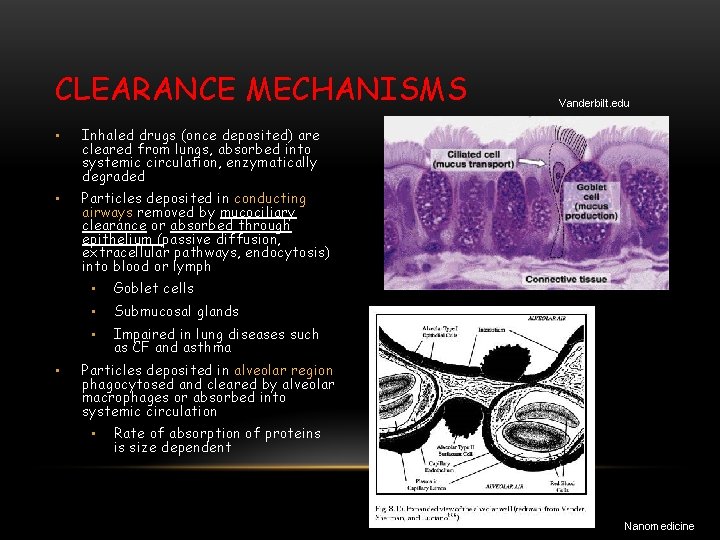 CLEARANCE MECHANISMS • Inhaled drugs (once deposited) are cleared from lungs, absorbed into systemic