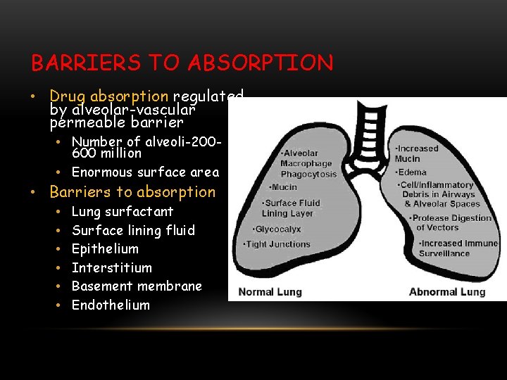 BARRIERS TO ABSORPTION • Drug absorption regulated by alveolar-vascular permeable barrier • Number of