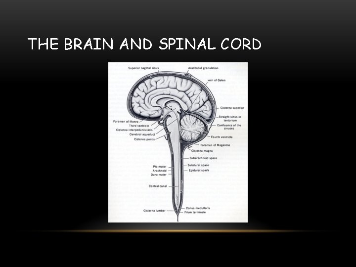 THE BRAIN AND SPINAL CORD 