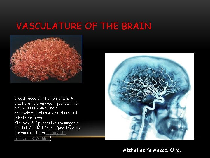 VASCULATURE OF THE BRAIN Blood vessels in human brain. A plastic emulsion was injected