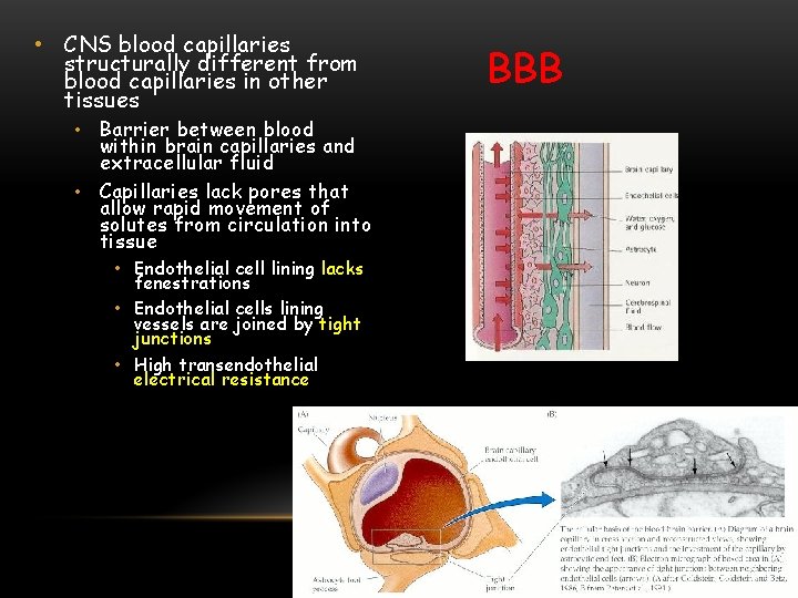  • CNS blood capillaries structurally different from blood capillaries in other tissues •