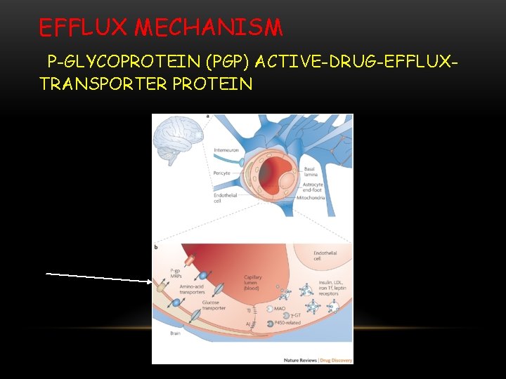 EFFLUX MECHANISM P-GLYCOPROTEIN (PGP) ACTIVE-DRUG-EFFLUXTRANSPORTER PROTEIN 