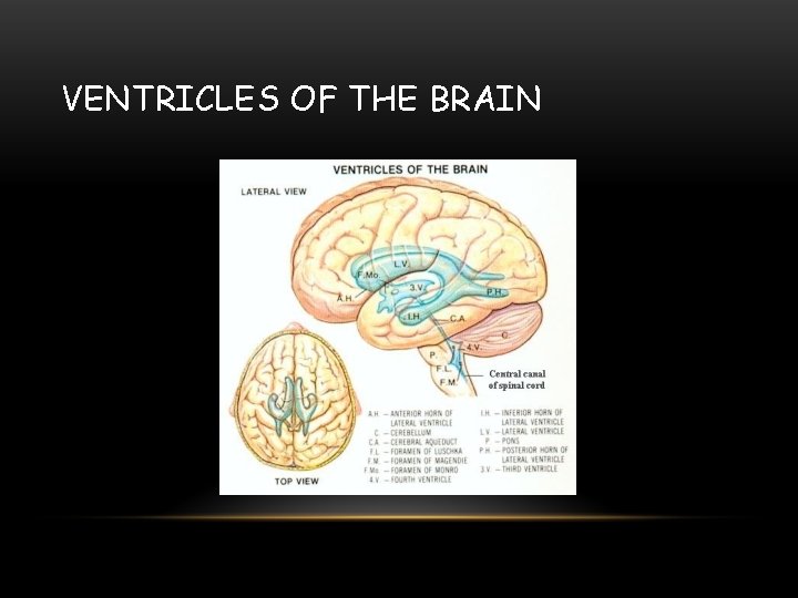 VENTRICLES OF THE BRAIN 