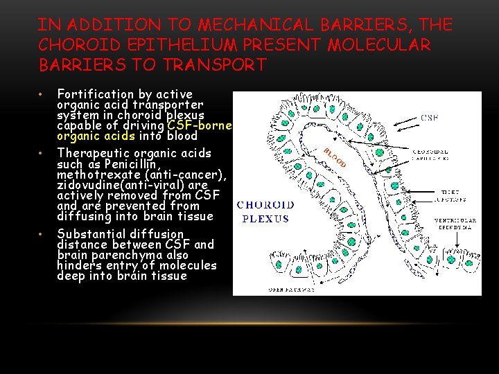 IN ADDITION TO MECHANICAL BARRIERS, THE CHOROID EPITHELIUM PRESENT MOLECULAR BARRIERS TO TRANSPORT •