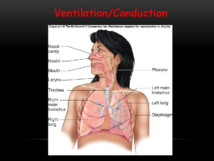 Ventilation/Conduction 
