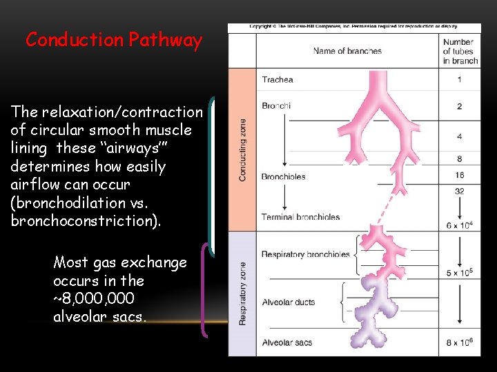 Conduction Pathway The relaxation/contraction of circular smooth muscle lining these “airways’” determines how easily