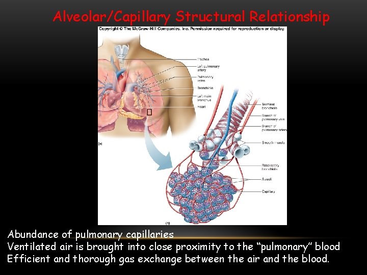 Alveolar/Capillary Structural Relationship Abundance of pulmonary capillaries Ventilated air is brought into close proximity