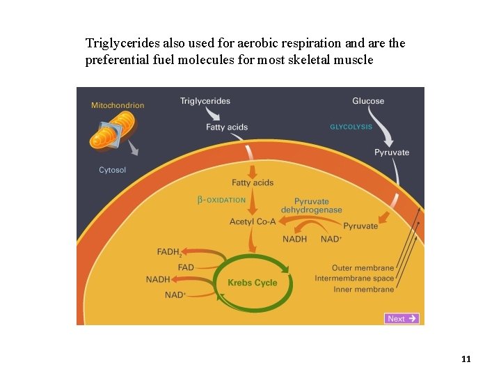 Triglycerides also used for aerobic respiration and are the preferential fuel molecules for most