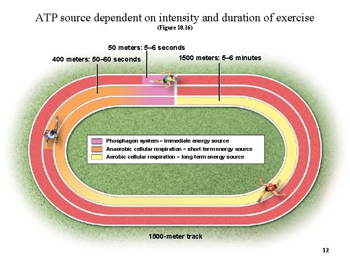 ATP source dependent on intensity and duration of exercise (Figure 10. 16) 50 meters: