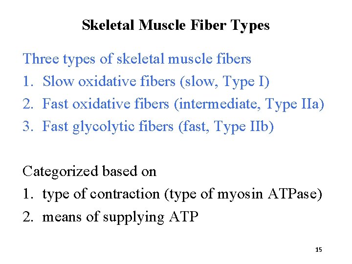 Skeletal Muscle Fiber Types Three types of skeletal muscle fibers 1. Slow oxidative fibers