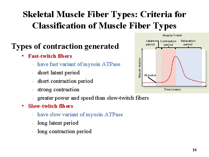 Skeletal Muscle Fiber Types: Criteria for Classification of Muscle Fiber Types Muscle Twitch Latent