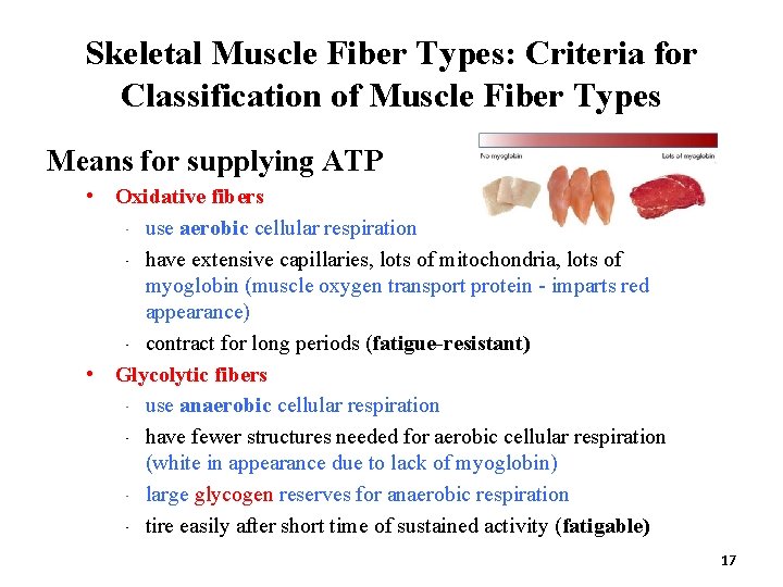 Skeletal Muscle Fiber Types: Criteria for Classification of Muscle Fiber Types Means for supplying