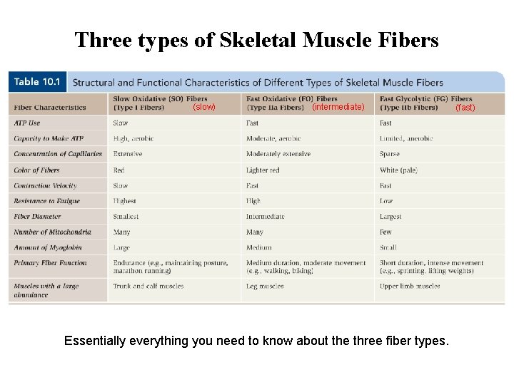 Three types of Skeletal Muscle Fibers (slow) (intermediate) Essentially everything you need to know