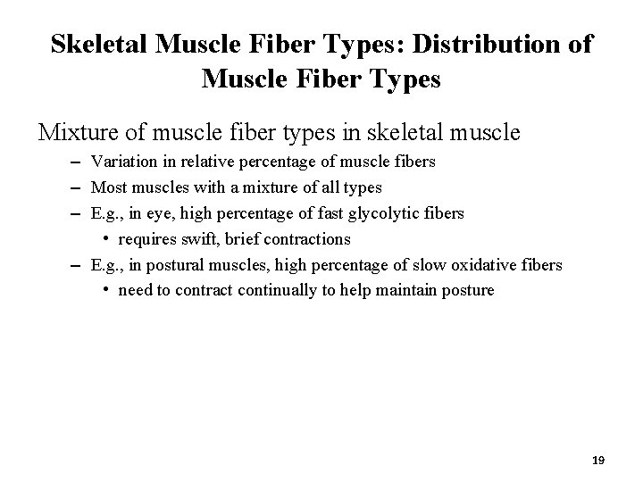 Skeletal Muscle Fiber Types: Distribution of Muscle Fiber Types Mixture of muscle fiber types