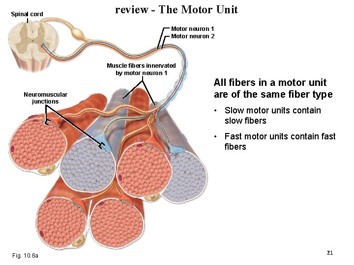 Spinal cord review - The Motor Unit Motor neuron 1 Motor neuron 2 Muscle