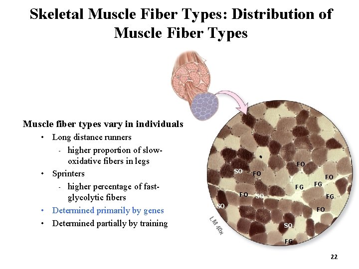 Skeletal Muscle Fiber Types: Distribution of Muscle Fiber Types Muscle fiber types vary in