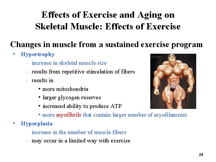 Effects of Exercise and Aging on Skeletal Muscle: Effects of Exercise Changes in muscle
