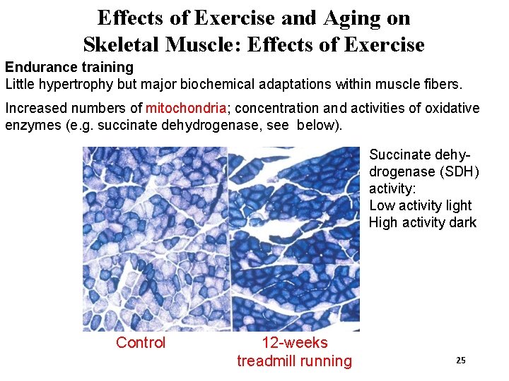 Effects of Exercise and Aging on Skeletal Muscle: Effects of Exercise Endurance training Little
