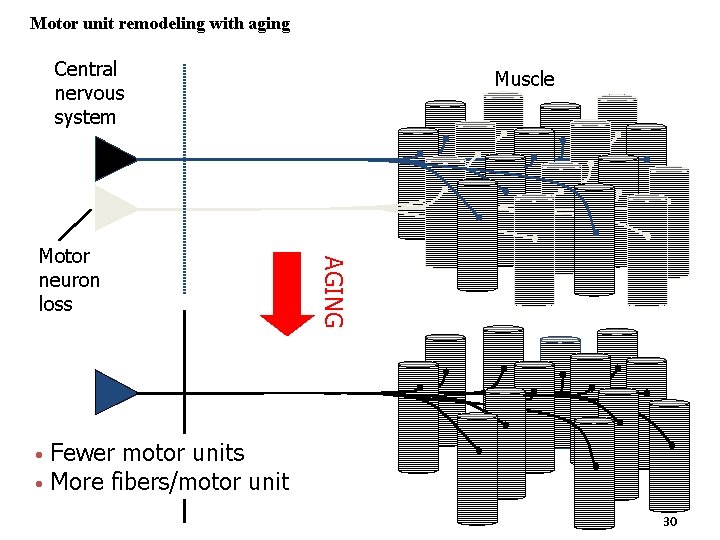 Motor unit remodeling with aging Central nervous system • • AGING Motor neuron loss