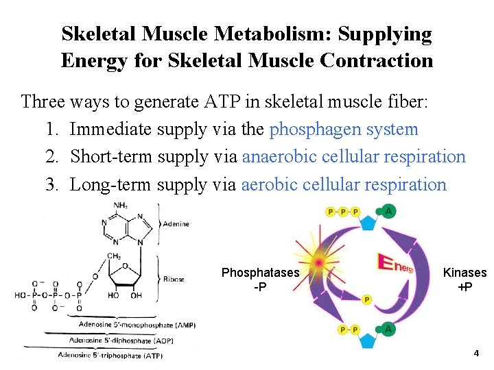 Skeletal Muscle Metabolism: Supplying Energy for Skeletal Muscle Contraction Three ways to generate ATP