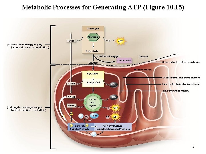 Metabolic Processes for Generating ATP (Figure 10. 15) Glycolysis Glucose NADH 2 ATP (a)