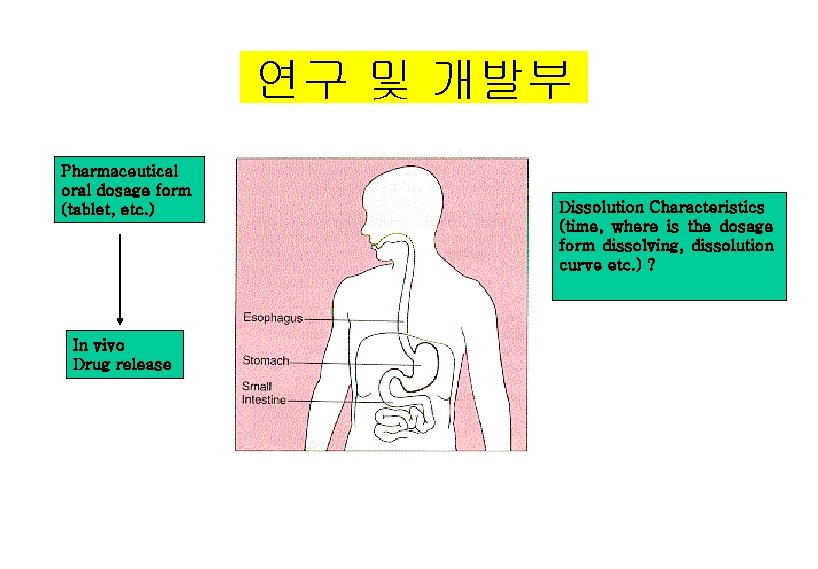 연구 및 개발부 Pharmaceutical oral dosage form (tablet, etc. ) In vivo Drug release